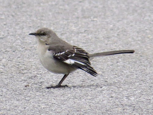 northern mockingbird