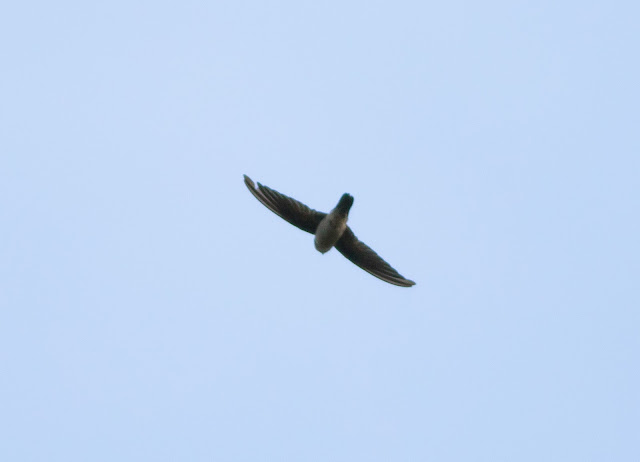 Germain's Swiflet - Pasir Ris, Singapore