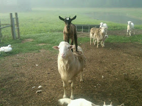funny animals of the week, goat standing on sheep
