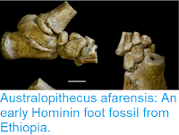 https://sciencythoughts.blogspot.com/2018/07/australopithecus-afarensis-early.html