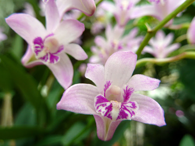 Kết quả hình ảnh cho dendrobium kingianum