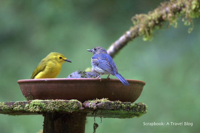 Birds at Old Magazine House in Ganeshgudi Karnataka India