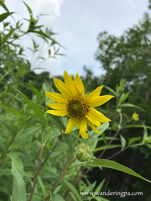 Tall sunflower at the prairie of Jennings Environmental Education Center in Pennsylvania in late July.