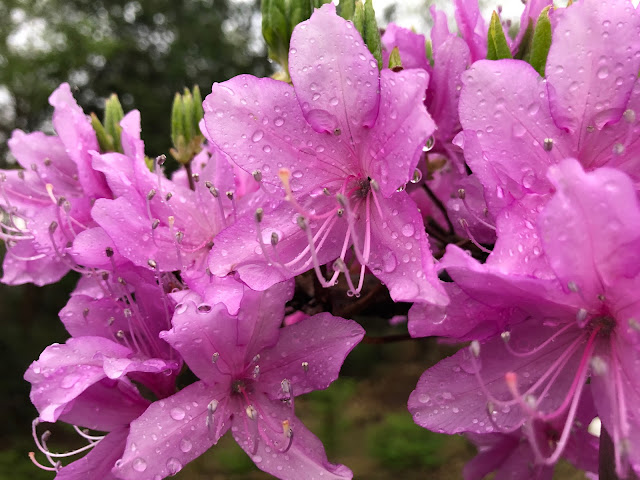 Rhododendron dilatatum in the Spring rain.