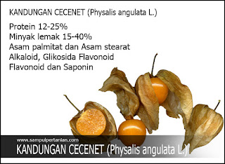 Kandungan Cecenet Atau Ciplukan (Physalis Angulata L.) Yang Bermanfaat Bagi Badan Kita