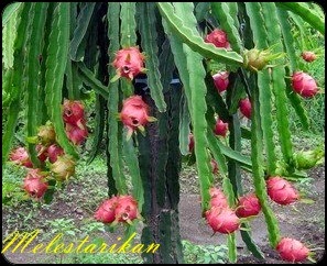 Ilmu pengobatan  tradisional sudah dilakukan sejak ribuan tahun lalu seiring perkembnagan zaman pengobatan  Tradisional lebih di kenal dengan pengobataan herbal.Dari semua reprensi-reprensi yang di kumpulkan dan para pakar peneliti tanaman herbal,menghimbau sangatlah penting tanaman herbal untuk kesehataan