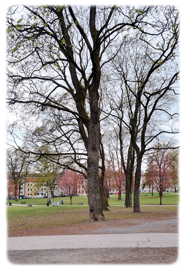 Kirsebærtrærne blomstrer og det våres i Sofienbergparken på Grünerløkka!