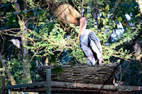 Pelican at Bannerghatta National Park, #traveldiary1234