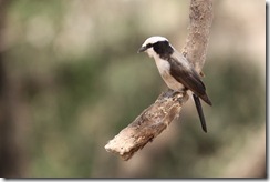 White-rumped Shrike
