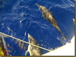 dauphins dauphins
