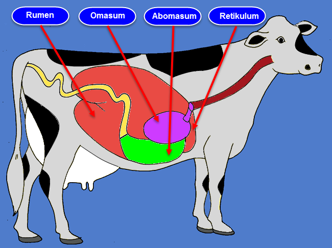 Hewan Sapi