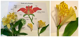 Flower Dissection Activity, STEM, STEAM