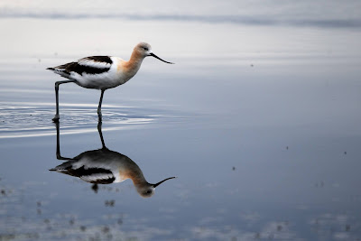 American Avocet Trans Canada Trail Saskatchewan.