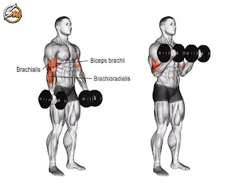 5 Best Exercises to Build Muscle and Have Big Biceps