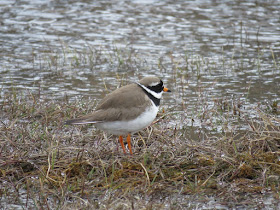 Common Ringed-Plover