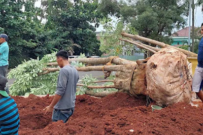 jasa tebang pohon dan jasa tanam baru