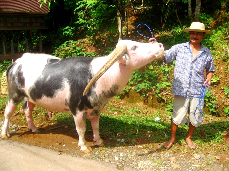 Welcome ^^: Upacara Adat Tana Toraja