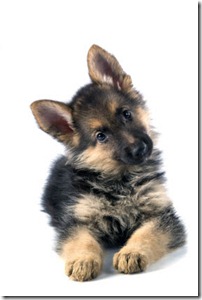 herder puppy