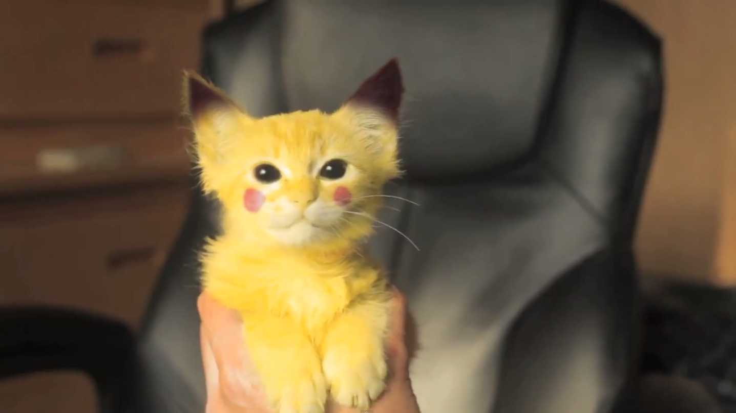 Pikachu Cat Real Life