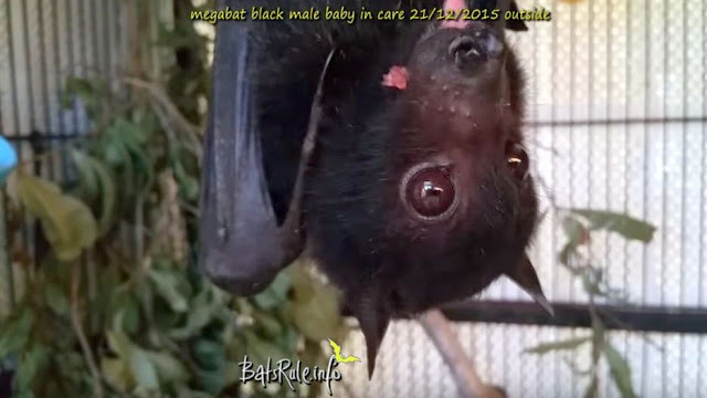 Rehab | Megabat black male baby orphaned in care Flying-Fox Fruit bat 