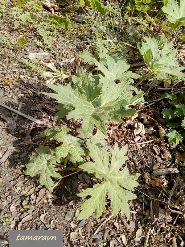 Белокопытник Татеваки (Petasites tatewakianus)