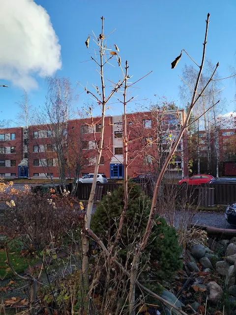 #Puutarhuri Tampere #Hevoskastanjoiden syysleikkaus 28.10.2024 syksy on leikkauksille otollisinta aikaa talonmiespalvelu@gmail.com kuva2