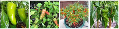 Dall-e peppers jalapeno habanero sweet peppers