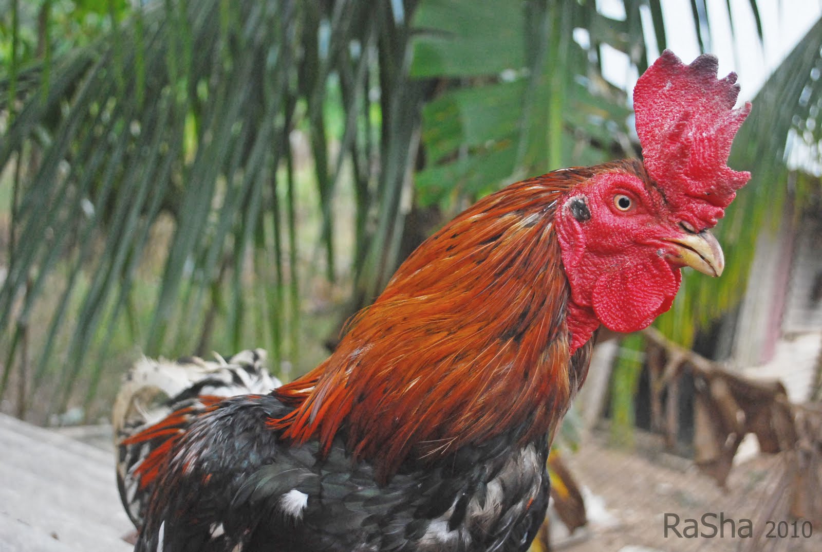  Ayam  Petarung Aceh Shamokhoy Magon IQ Saigon Upgrade 