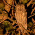 Oriental Scops Owl with Video