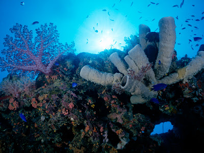 coral reef wallpaper. Coral reefs pictures