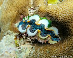 Burrowing clam in reef rock