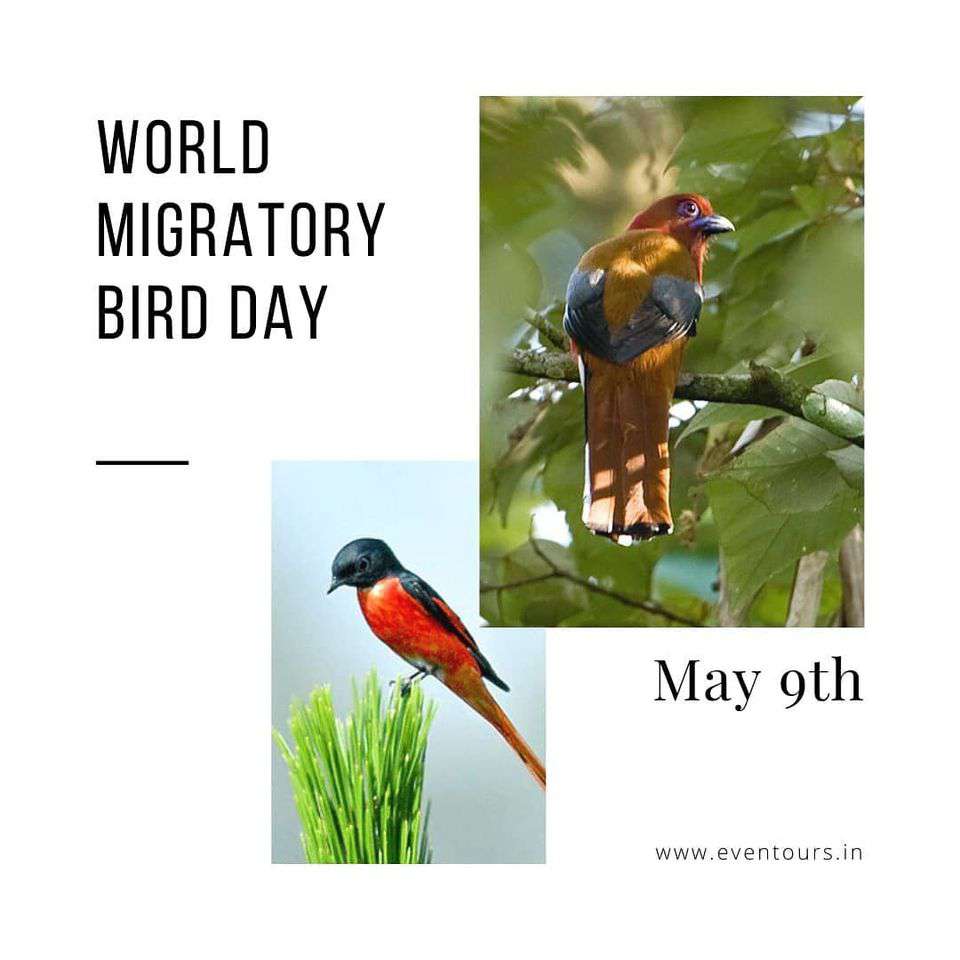 World Migratory Bird Day Wishes for Whatsapp