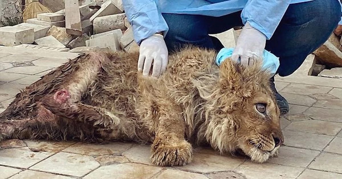 A Photographer Broke A Lion Cub's Legs So He Would Pose For Selfies With Tourists