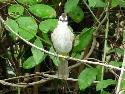 Yellow-vented bulbul (Pycnonotus goiavier)