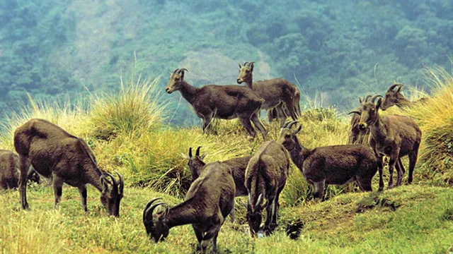 Eravikulam National Park Munnar