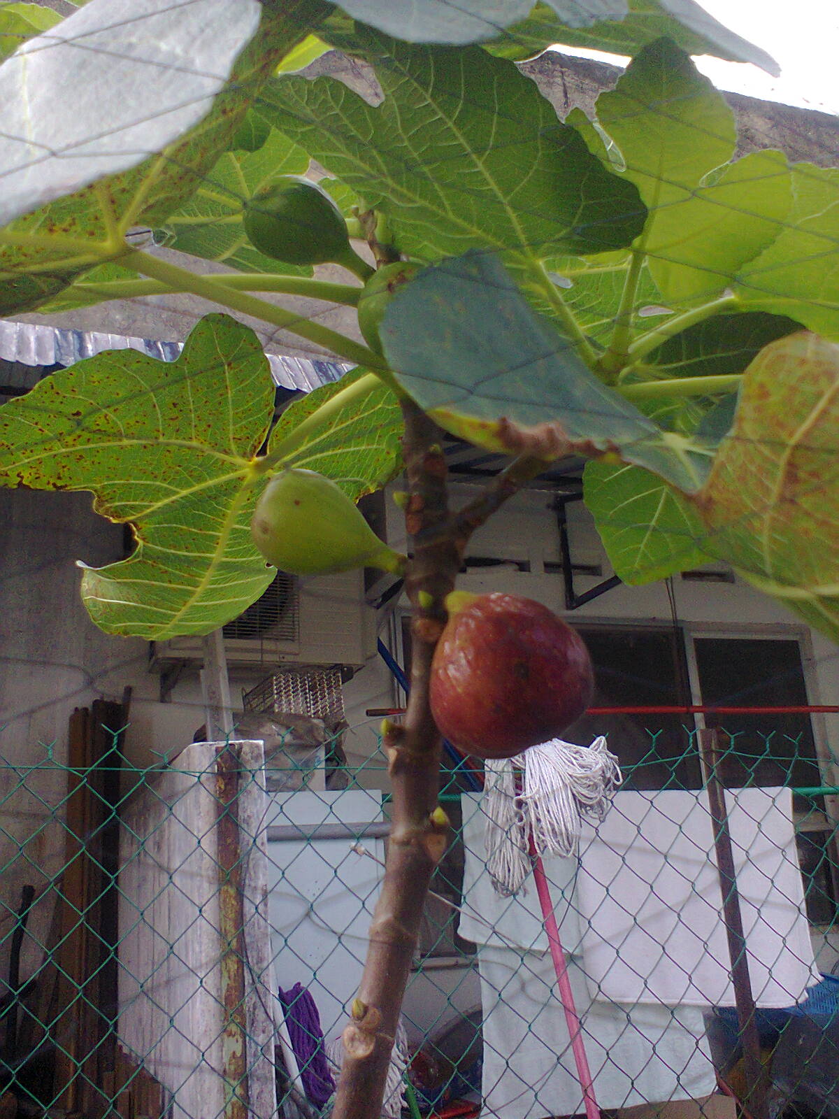  TaMAn  TEmPErATe Pokok Buah Tin Buah Fig Buah Ara 