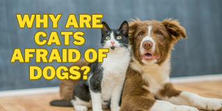 Why are Cats Afraid of Dogs?