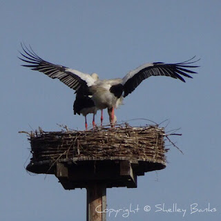 White Stork, Amsterdam. Spring 2017. Copyright © Shelley Banks, all rights reserved.