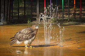 Fledgling hawk plays and bathes in a sprinkler.