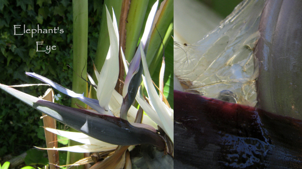 Strelitzia nicolai