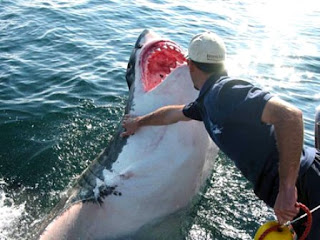 Perkiraan bervariasi mengenai panjang Carcharodon Megal