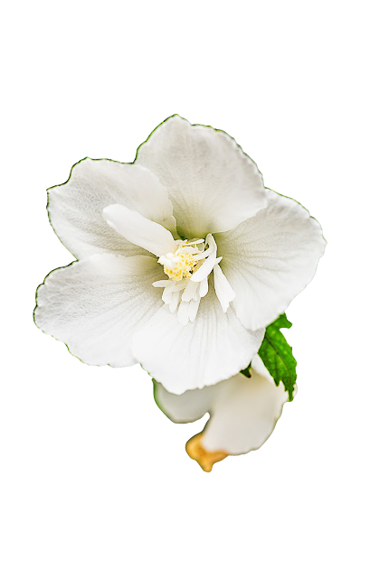 [ Enumcut ] White Rose of Sharon(Flower) Photo - Remove Background From Image (Example: Movie)