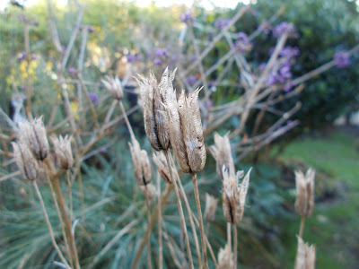 Aquilegia Green Fingered Blog