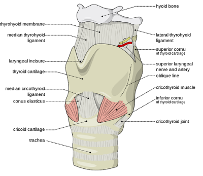 Teknik Operasi Laringotomy pada Hewan (Bedah Thoraks)