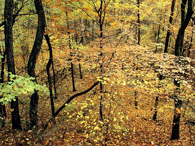 Autumn Forest Standard Resolution Wallpaper