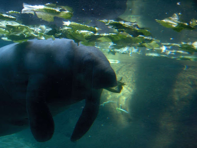 Manatees 