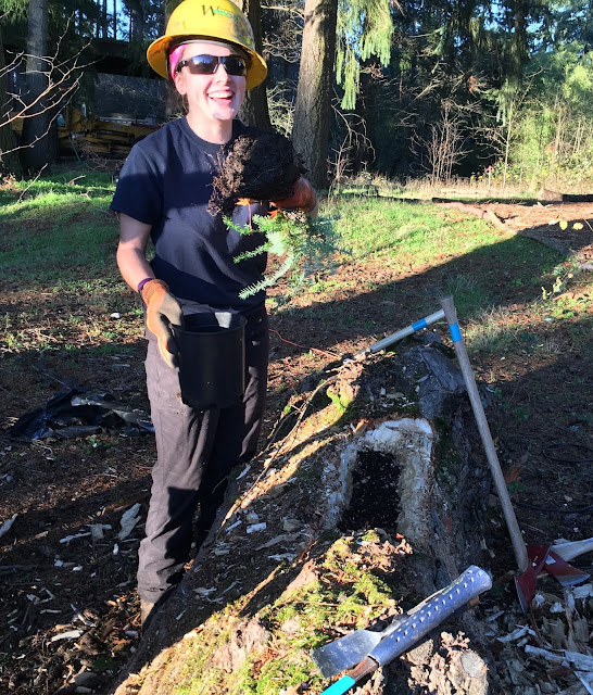 An AmeriCorps member wearing a yellow hard hat laughs in the sunshine as she holds a native conifer, getting ready to plant it.