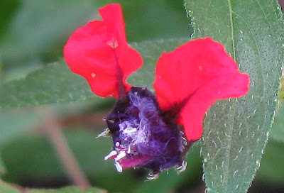 Annieinaustin,closeup batfaced cuphea