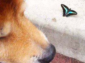 dog,butterfly