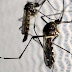 Virus Zika Ditemukan di Spesies Nyamuk Baru